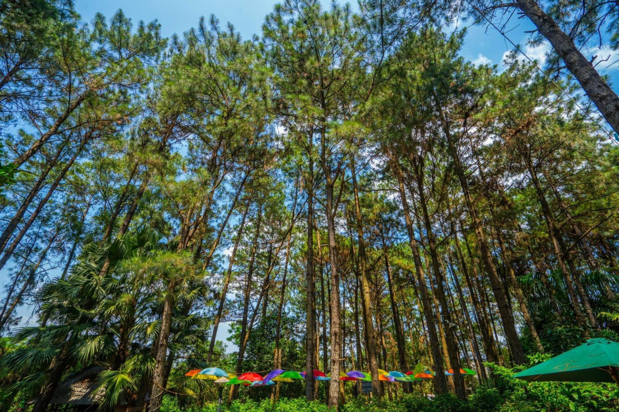 Khu nghỉ mát Pine Hill & *