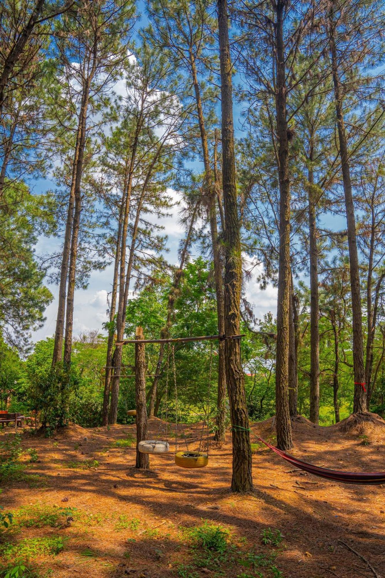 Pine Hill & *